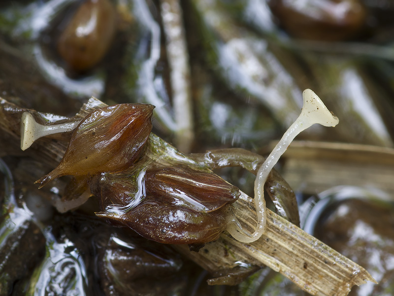 Gloeotinia aschersoniana